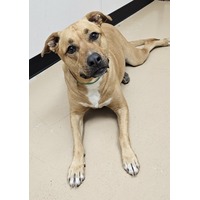 adopt-pet