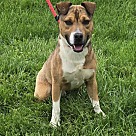 Adopt A Pet :: Kayak - Lancaster, OH