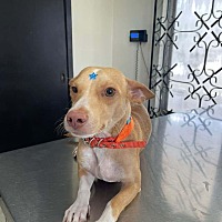 adopt a pet