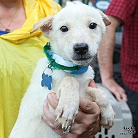 adopt a pet