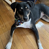 adopt a pet