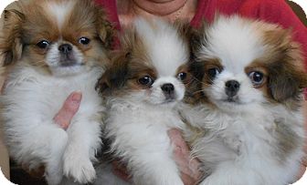 teacup japanese chin puppies for sale