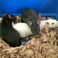 Thumbnail photo of Baby Rats #1