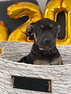 rottweiler puppies for sale in metro detroit area