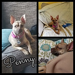 Photo of Penny