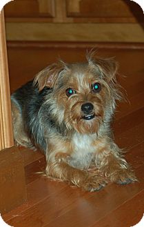 Charlotte, NC - Yorkie, Yorkshire Terrier. Meet Scarlette ...