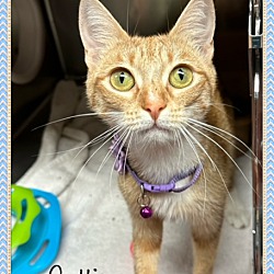 Thumbnail photo of CATTIE #4