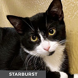 Thumbnail photo of Starburst #1