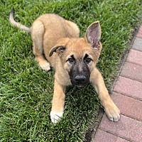 adopt a pet