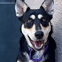 adopt a pet