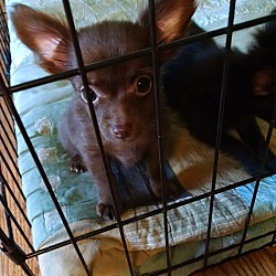 Thumbnail photo of Longhaired chi puppies tiny #1