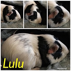 Thumbnail photo of Lulu & Abby #3