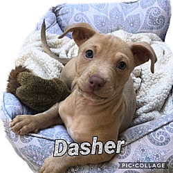 Thumbnail photo of Dasher #2