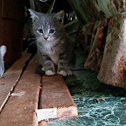 Photo of Kitten #1