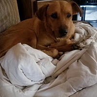 Homeward Bound Animal Rescue In Mechanicsburg Pennsylvania