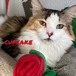 Photo of Cupcake/Sophie