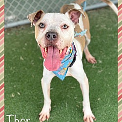 Thumbnail photo of THOR - see videos #1