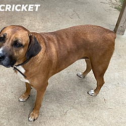 Thumbnail photo of Cricket #1