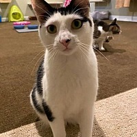 adopt a pet
