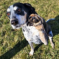 adopt a pet