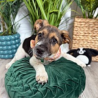 adopt a pet