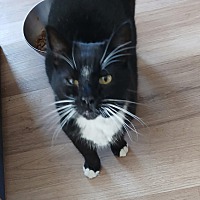 adopt-pet