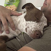 adopt a pet
