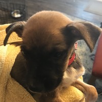 adopt-pet