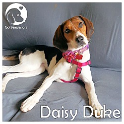 Thumbnail photo of Daisy Duke #1