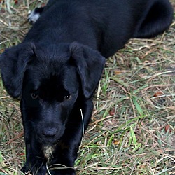 Thumbnail photo of CASSIE(ADORABLE LAB PUPPY!! #2