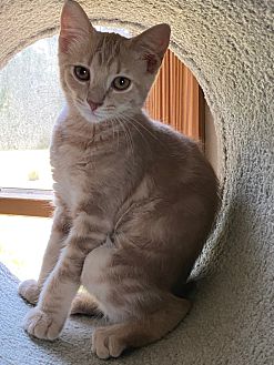 Cat for adoption - Kittens at Midlothian PetSmart store, a