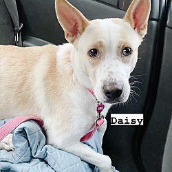 Thumbnail photo of Daisy Mom #3