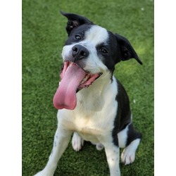 Photo of DOMINO