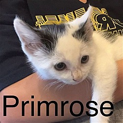 Photo of Primrose