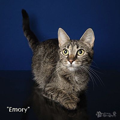 Maryville, TN - Domestic Shorthair. Meet Emory a Pet for Adoption ...