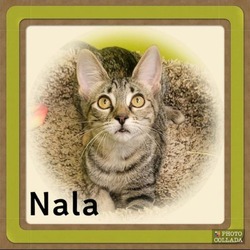 Thumbnail photo of NALA #3