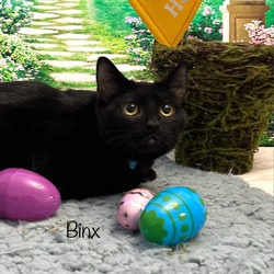 Thumbnail photo of Binx #1