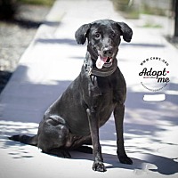 adopt a pet