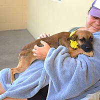 adopt a pet