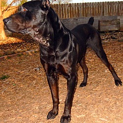 Photo of Orpheus ***Canis Panther***