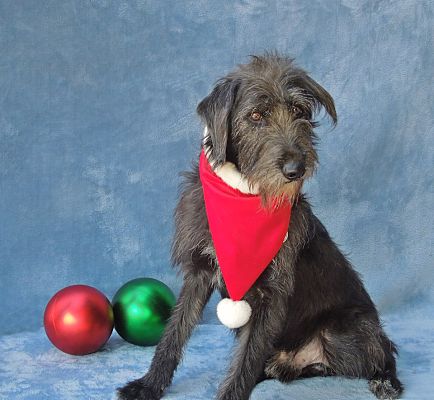 Charlotte Nc Labradoodle Meet Jack A Pet For Adoption