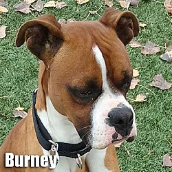 Thumbnail photo of Burney #1