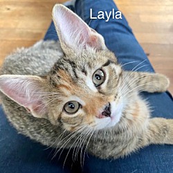 Thumbnail photo of Layla (T2) #1