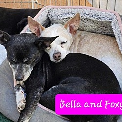 Photo of Bella and Foxy
