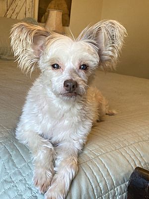 Nashville, TN - Chinese Crested. Meet Laci a Pet for Adoption ...