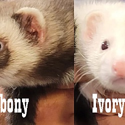 Photo of Ebony & Ivory