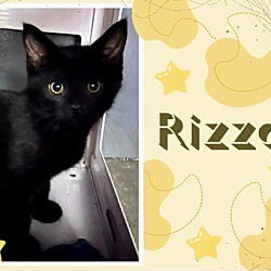 Thumbnail photo of Rizzo #2