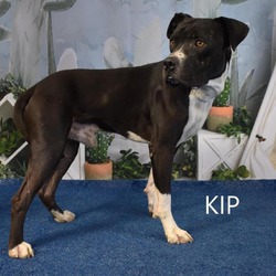 Thumbnail photo of Kip #1