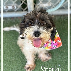 Thumbnail photo of SPARKY #1