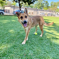 adopt-pet